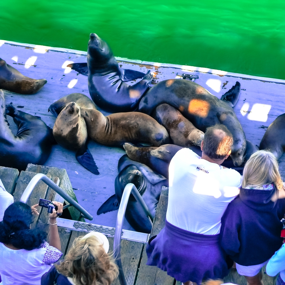 Californian sea lions and tourists on boardwalk at Santa Cruz